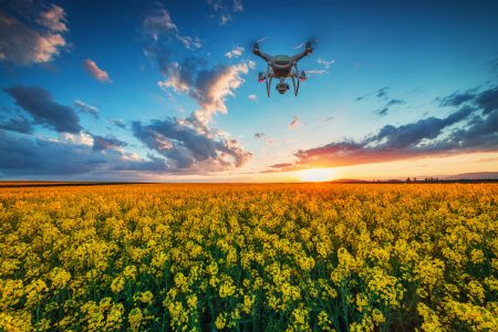 Flying drone over the rapeseed fields at spring, sunset shot