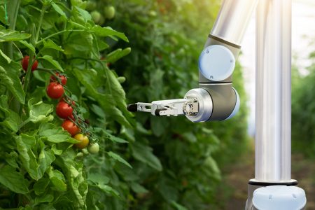 Robot is working in greenhouse with tomatoes Robot is working in greenhouse with tomatoes. Smart farming and digital agriculture 4.0